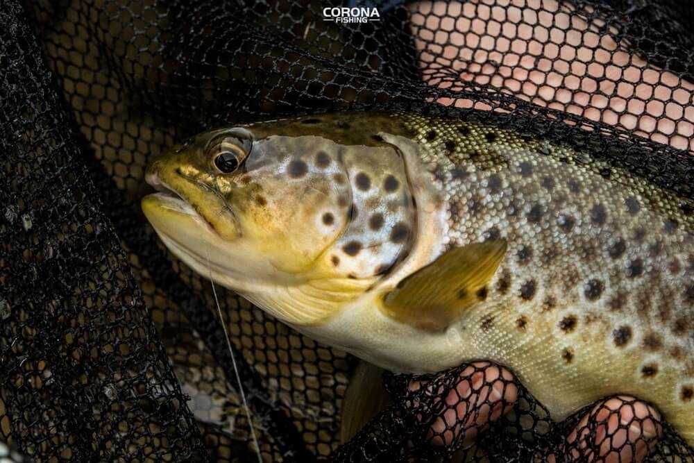 wędkarstwo skandynawia